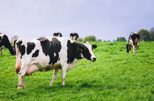 Pasture raised dairy cows