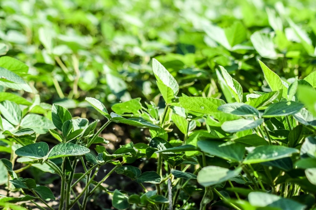 Is Soy Bad for You? Why You Should Stop Eating Soy NOW!