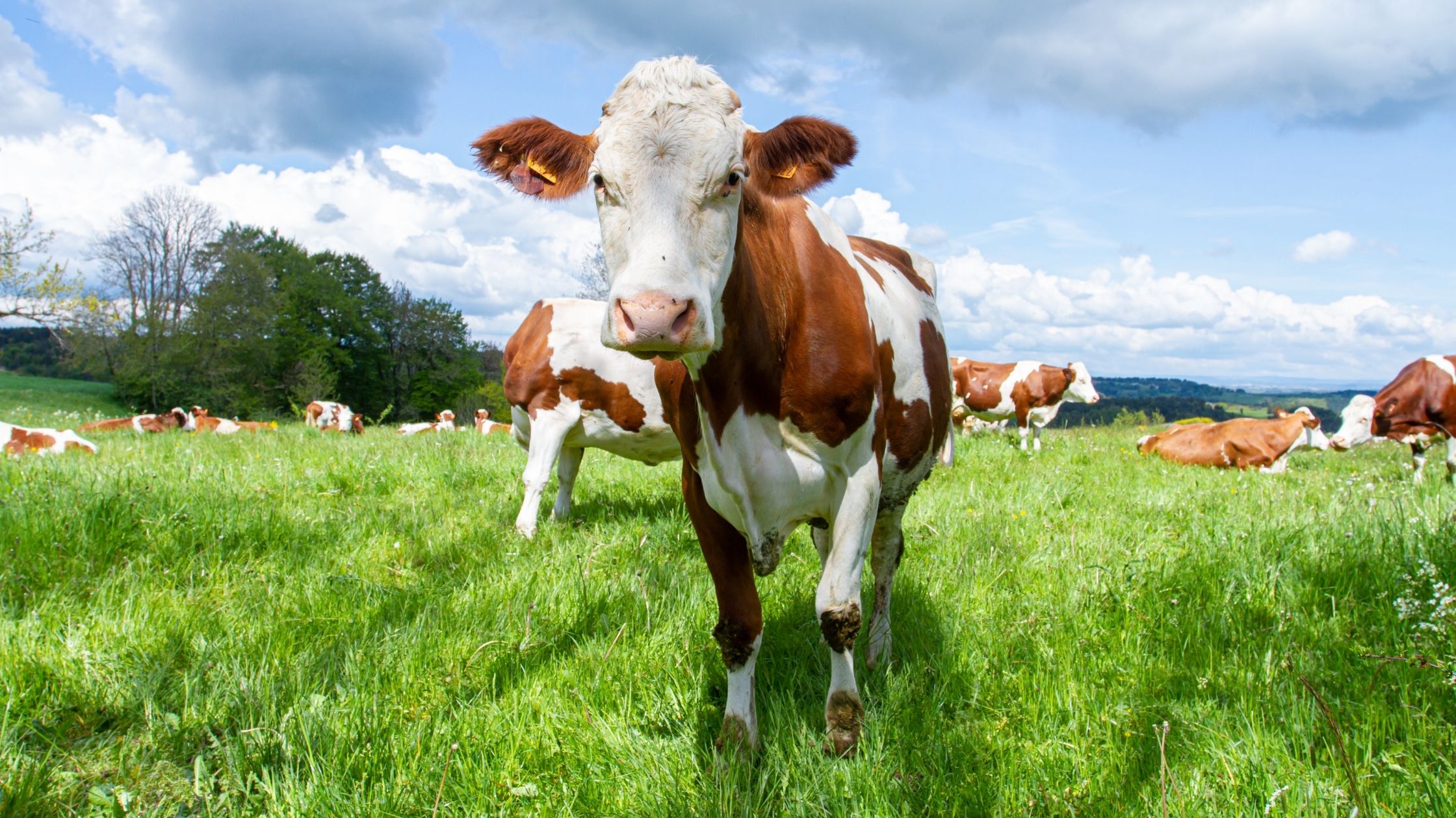 A heathy cow grazing in an open pasture of green grass