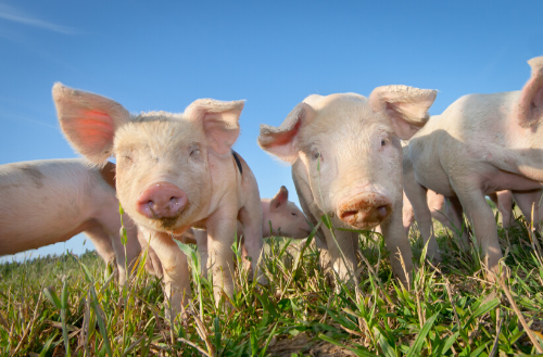 Pasture raised pigs